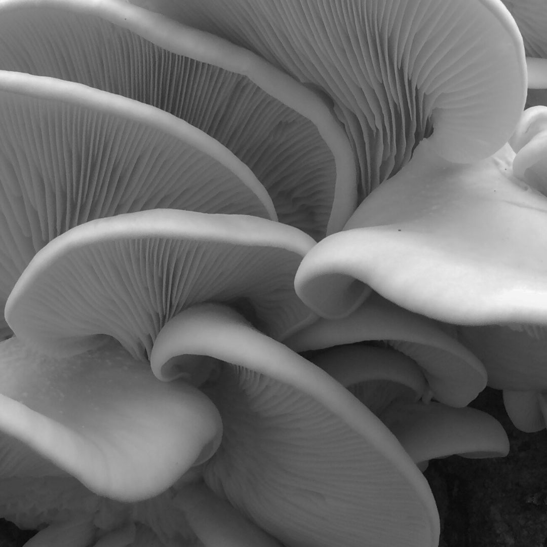 Close up of white mushrooms on a tree, black and white