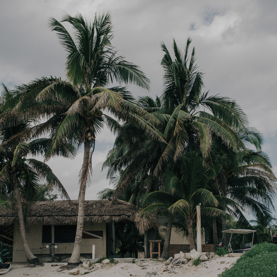 house in the jungle beach with palm tress