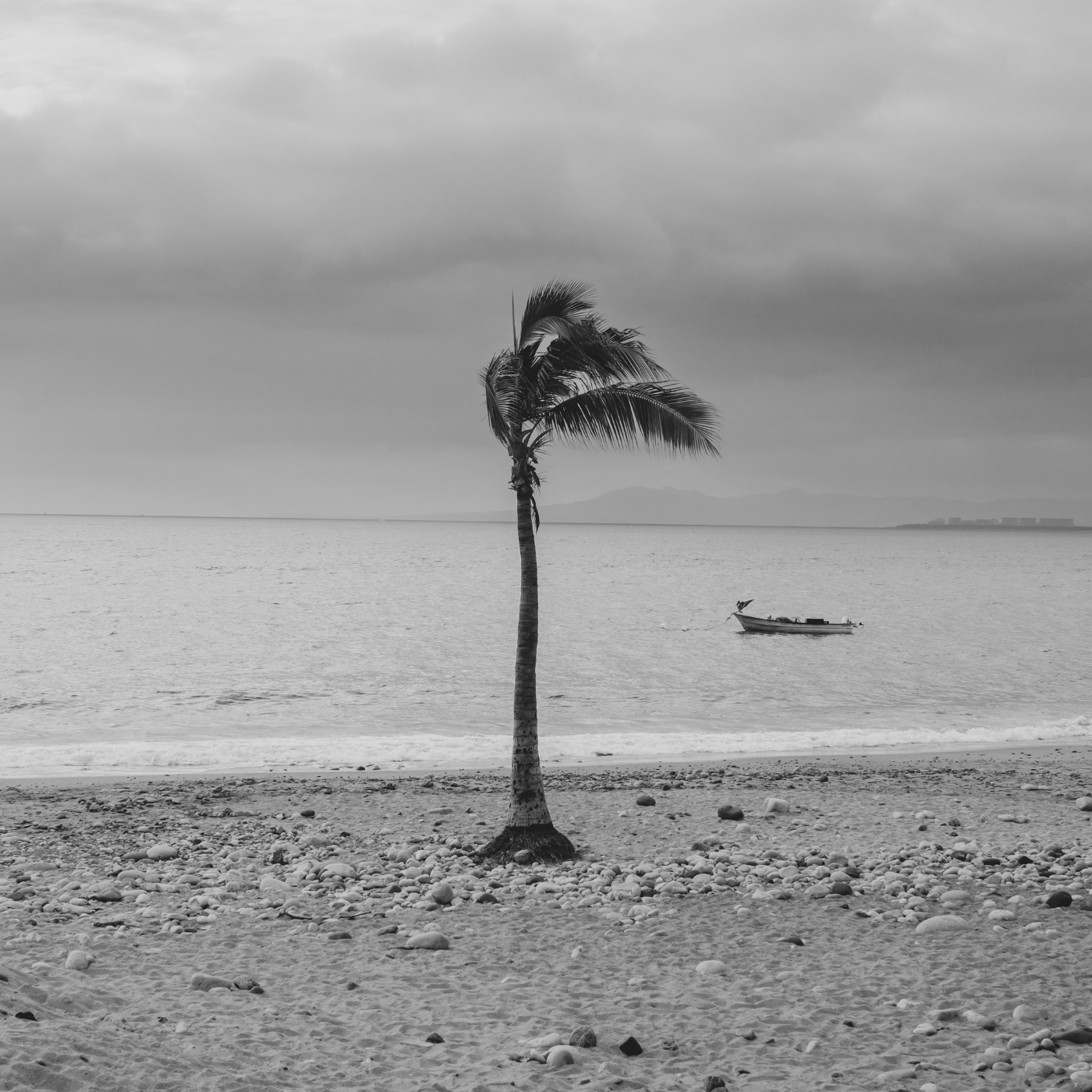 palm tree by the water black and white